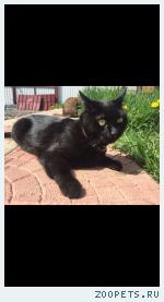 Черный кот