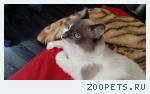 Кот, метис