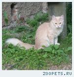 Кошка