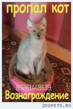 кот, сфинкс-браш