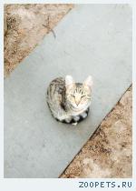 Котенок-мальчик