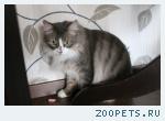 кот Василий