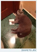 кот, скотиш фолд