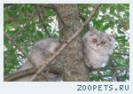 кот Маркиз