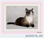 кот, Сиамский