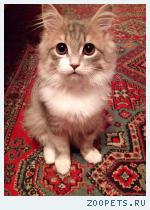 Кот Кузя