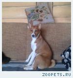 Собака