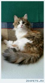кошка