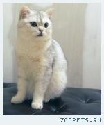 Кот, Британская шиншилла