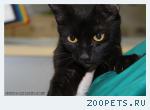 Найден черный кот , полностью черный, глаза желтые