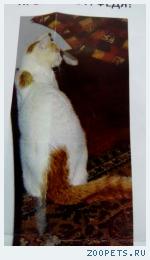 кот Федя