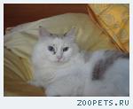 Потерялся голубоглазый красивый кот