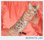 котенок, кошечка