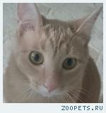 пропал кот