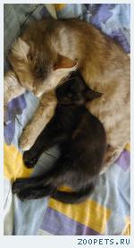 котенок