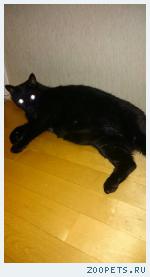 Кот, окрас черный