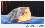Кошка Пуша