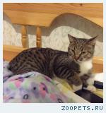 Кот,домашний