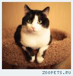 КОТИК, черно-белый окрас