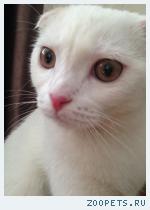 Кот, шотландский вислоухий