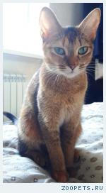 Молодая кошка