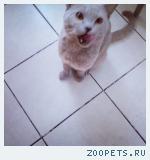 Кот, мальчик, 1год.