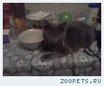 Пропал котенок