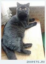 Черный шотландский кот Бублик