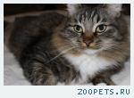 кот породы "мейн кун" 
