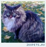 Кот пушистый, беспородный