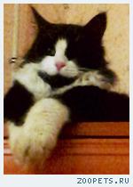 Кот, домашний