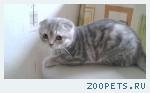 Пропал молодой котик вислоухий