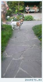 Собака Джек расселтерьер девочка