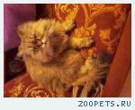 кошка Пуся