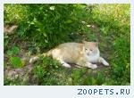 гладкошерстный рыжий кот