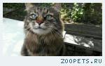 кот,смесь майнкун
