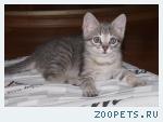 котенок