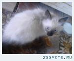 КОТЁНОК