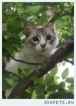 Потерялся котик