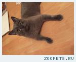 Найден кот