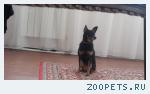 Карликовый пинчер