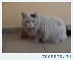найден кот