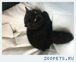 Котик