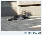 Кошка