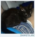 Черный котенок