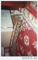 кошка
