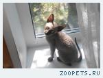 кот, корниш-рекс