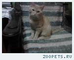 Кот Леопольд
