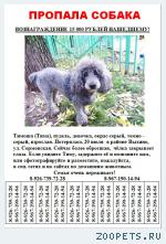 собака, пудель