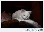 Белый котенок